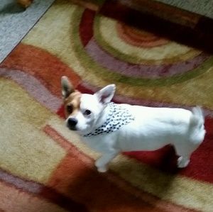 Meet your Posher, Donald